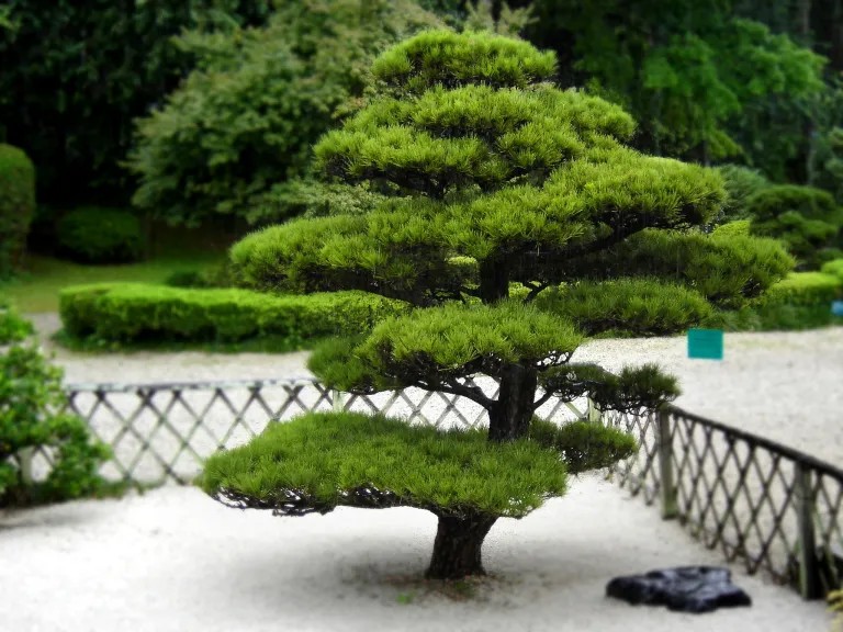 Groene Japanse boom in een tuin