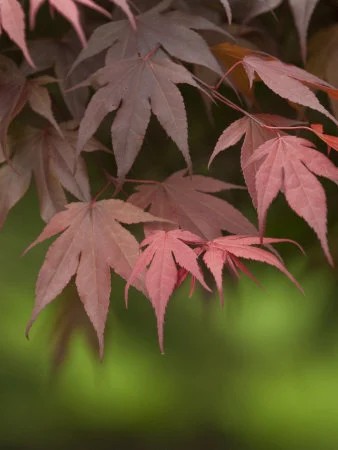 Rode Japanse esdoornbladeren