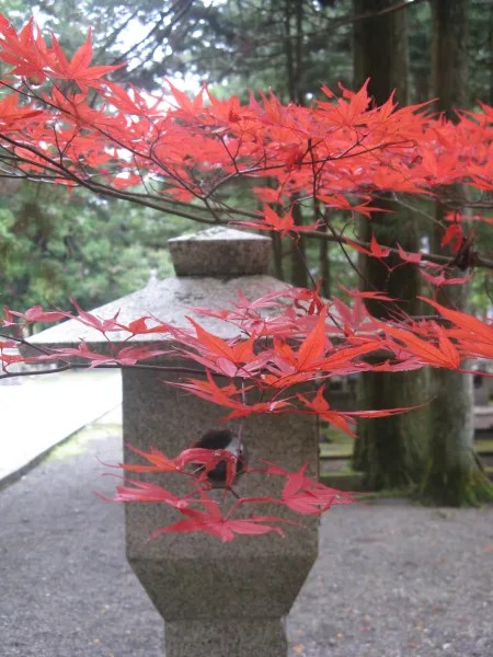 Rode Japanse esdoorn bij een stenen lantaarn